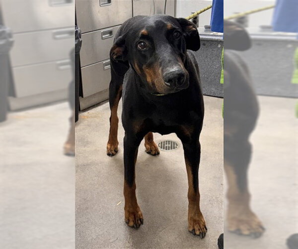 Medium Photo #1 Doberman Pinscher Puppy For Sale in Forestville, MD, USA