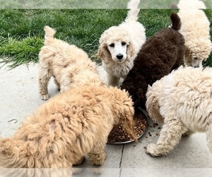 Poodle (Standard) Puppy for sale in PASO ROBLES, CA, USA
