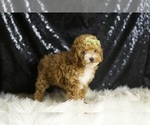 Small #3 Poodle (Toy)