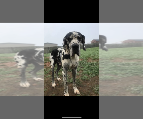 Medium Photo #1 Great Dane Puppy For Sale in CLEVELAND, NC, USA