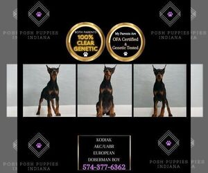 Doberman Pinscher Puppy for sale in WARSAW, IN, USA