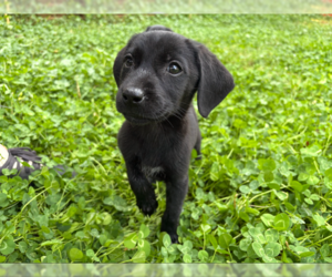 Shadow Heart - Female Mutt Dog for Adoption - Photo #2