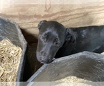 Small #2 Australian Cattle Dog-Catahoula Leopard Dog Mix