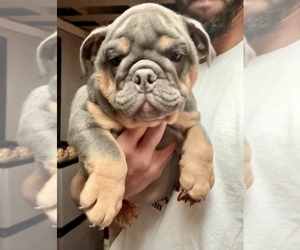 English Bulldog Puppy for sale in SAINT LOUIS, MO, USA