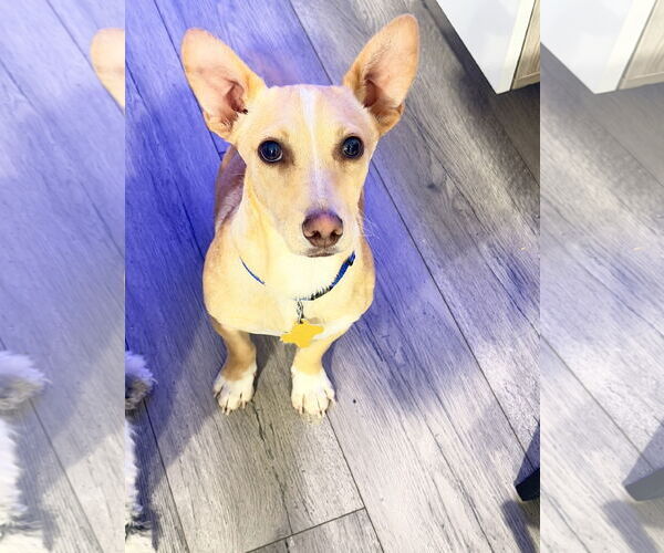 Medium Photo #1 Chihuahua-Unknown Mix Puppy For Sale in Sandy, UT, USA