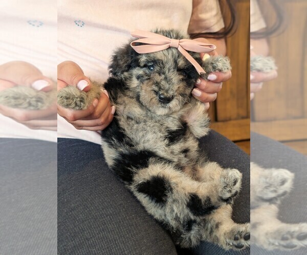 Medium Photo #3 Bernedoodle-Golden Mountain Dog Mix Puppy For Sale in DAVIS, CA, USA