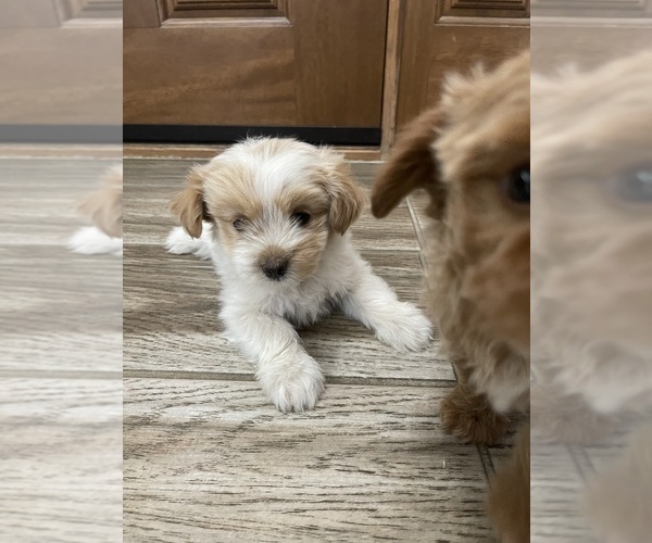 Medium Photo #20 Maltipoo Puppy For Sale in APPLE VALLEY, CA, USA