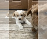 Small #19 Maltipoo
