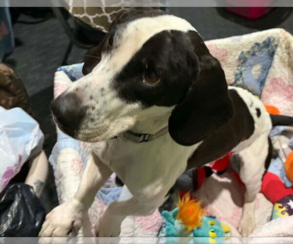 Medium Photo #7 Basset Hound Puppy For Sale in Mukwonago, WI, USA