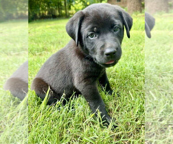 Medium Photo #8 Labrador Retriever-Unknown Mix Puppy For Sale in OKLAHOMA CITY, OK, USA