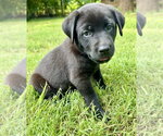 Small Photo #8 Labrador Retriever-Unknown Mix Puppy For Sale in OKLAHOMA CITY, OK, USA