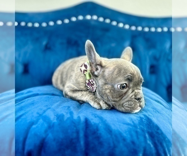 Medium Photo #8 French Bulldog Puppy For Sale in PHILADELPHIA, PA, USA