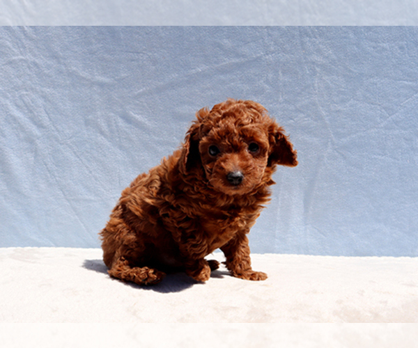 Medium Photo #11 Poodle (Toy) Puppy For Sale in LOS ANGELES, CA, USA