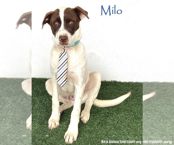 Medium Photo #1 English Springer Spaniel-Unknown Mix Puppy For Sale in San Diego, CA, USA
