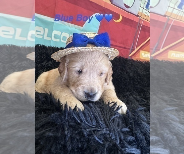 Medium Photo #5 Golden Retriever Puppy For Sale in ORLANDO, FL, USA