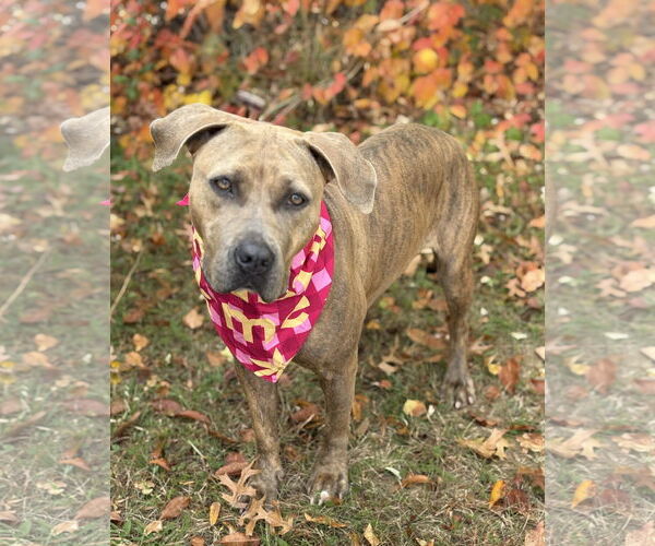 Medium Photo #2 American Pit Bull Terrier-Unknown Mix Puppy For Sale in Spring Lake, NJ, USA