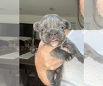 Small #6 French Bulldog