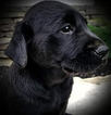 Small Photo #4 Labrador Retriever Puppy For Sale in SEDALIA, MO, USA