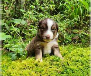 Miniature Australian Shepherd Puppy for sale in SANDOWN, NH, USA