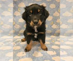 Australian Shepherd Puppy for sale in HILLIARD, FL, USA