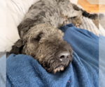 Small #1 Poodle (Standard) Mix