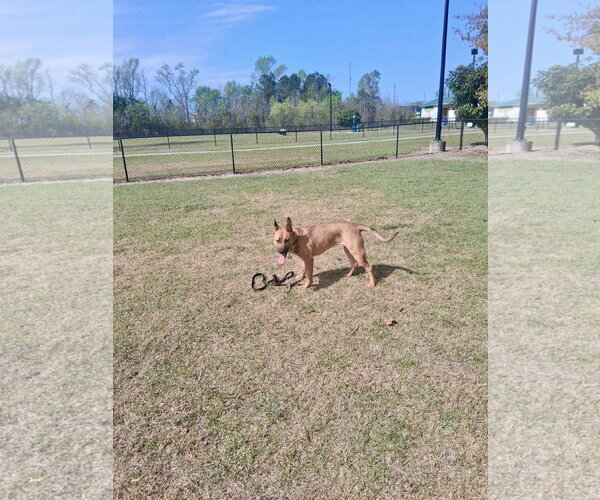 Medium Photo #8 Mutt Puppy For Sale in Holly Springs, NC, USA