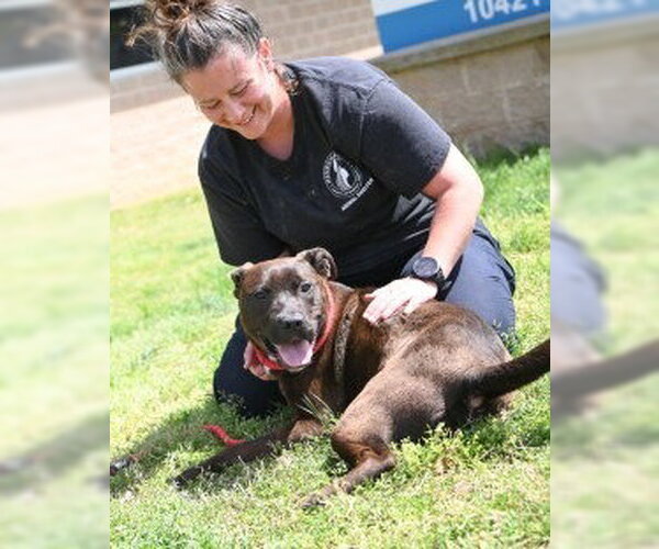 Medium Photo #2 Labrador Retriever-Unknown Mix Puppy For Sale in Glen Allen, VA, USA