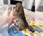 Small #3 Dachshund