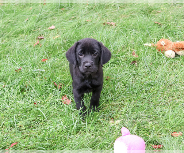 Medium Photo #6 Labrador Retriever Puppy For Sale in SYRACUSE, IN, USA