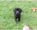 Small #5 Labrador Retriever