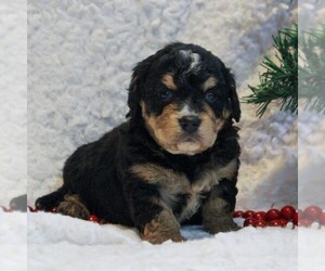 Bernedoodle-Poodle (Miniature) Mix Puppy for sale in NARVON, PA, USA