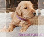Small Photo #4 Goldendoodle Puppy For Sale in GEORGETOWN, IN, USA