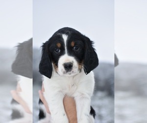 Medium English Springer Spaniel