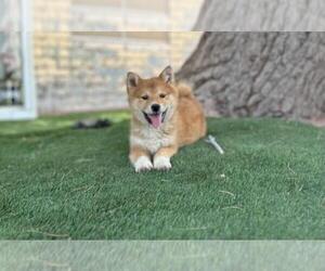 Shiba Inu Dog for Adoption in LAS VEGAS, Nevada USA