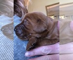 Small Photo #6 Irish Setter Puppy For Sale in MERIDIAN, ID, USA