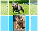 Small #2 French Bulldog