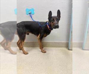 Rottweiler-Unknown Mix Dogs for adoption in Las Vegas, NV, USA