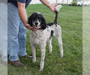 Poodle (Standard) Puppy for sale in ARTHUR, IL, USA