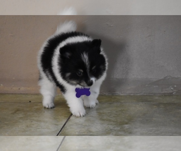 Medium Photo #7 Pomeranian Puppy For Sale in COMMERCE, CA, USA