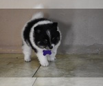 Small Photo #7 Pomeranian Puppy For Sale in COMMERCE, CA, USA