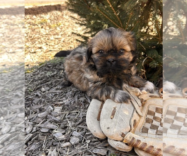 Medium Photo #4 Shih Tzu Puppy For Sale in MIDDLEBURY, IN, USA