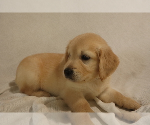 Medium Photo #1 English Cream Golden Retriever Puppy For Sale in LANCASTER, WI, USA