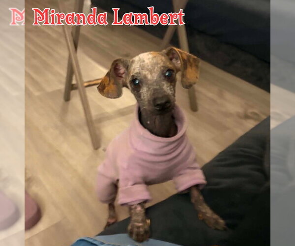 Medium Photo #16 Dachshund Puppy For Sale in San Antonio, TX, USA
