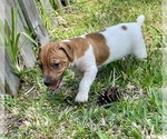 Small #26 Jack Russell Terrier