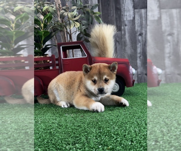 Medium Photo #5 Shiba Inu Puppy For Sale in CANOGA, NY, USA