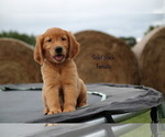 Small #17 Golden Retriever