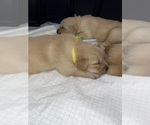 Small Photo #42 Golden Retriever Puppy For Sale in BIG CABIN, OK, USA
