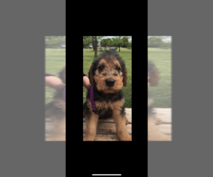 Airedale Terrier Puppy for sale in ASHER, OK, USA