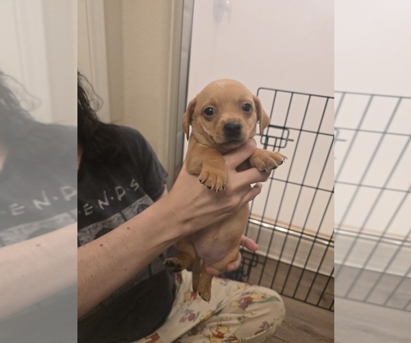 Medium Photo #1 Dachshund Puppy For Sale in BELTON, TX, USA