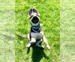 Small #1 German Shepherd Dog